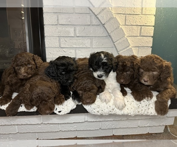 Medium Photo #1 Aussiedoodle Puppy For Sale in LA CRESCENT, MN, USA