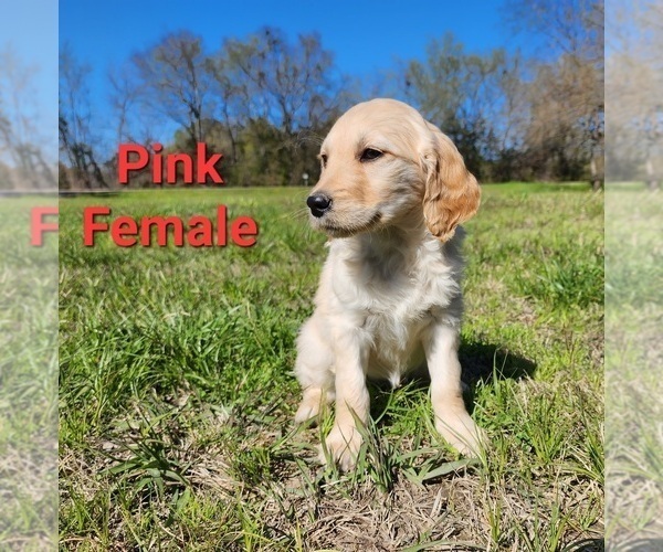 Medium Photo #4 Goldendoodle Puppy For Sale in CLARKSVILLE, TX, USA