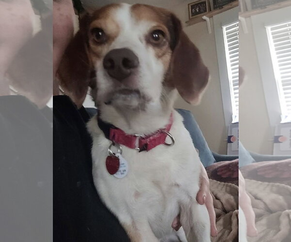 Medium Photo #3 Beagle Puppy For Sale in Dunnellon, FL, USA