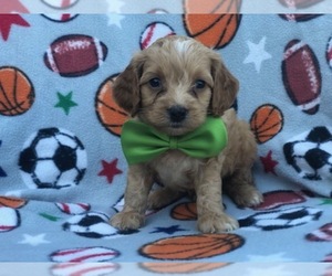 Cocker Spaniel-Poodle (Miniature) Mix Puppy for sale in LAKELAND, FL, USA