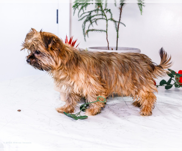 Medium Photo #14 Shorkie Tzu Puppy For Sale in WAKARUSA, IN, USA