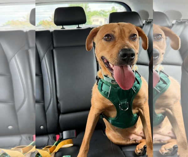 Medium Photo #1 Boxer-Mountain Cur Mix Puppy For Sale in Gibbstown, NJ, USA