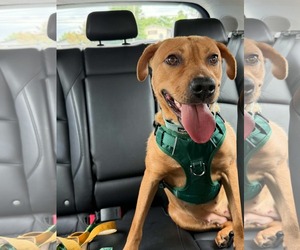 Boxer-Mountain Cur Mix Dogs for adoption in Gibbstown, NJ, USA