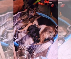 Mother of the German Shepherd Dog puppies born on 06/01/2025