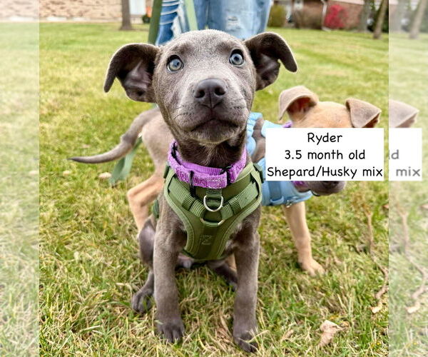 Medium Photo #3 Mutt Puppy For Sale in GILBERTS, IL, USA