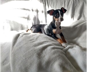 Rat Terrier Puppy for sale in CHERRY VALLEY, IL, USA