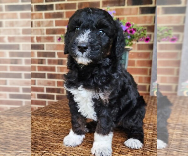 Medium Photo #4 Aussiedoodle Puppy For Sale in COLUMBIA, TN, USA