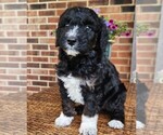 Small #3 Aussiedoodle