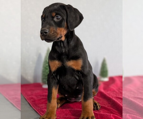 Medium Photo #48 Doberman Pinscher Puppy For Sale in GOSHEN, IN, USA