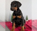 Small Photo #48 Doberman Pinscher Puppy For Sale in GOSHEN, IN, USA