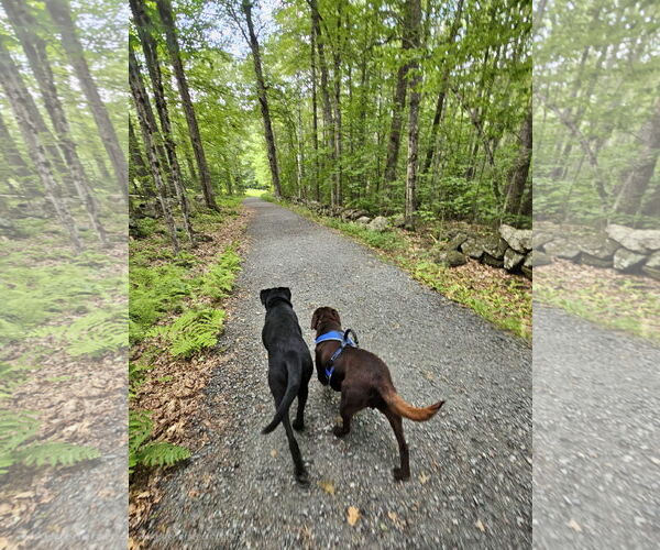 Medium Photo #5 - Mix Puppy For Sale in Croydon, NH, USA
