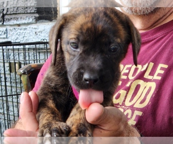 Medium Photo #5 Mastador Puppy For Sale in BROOKSVILLE, FL, USA