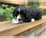 Small Photo #3 Aussiedoodle Miniature  Puppy For Sale in GUTHRIE, OK, USA