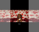 Small Photo #7 Dorgi Puppy For Sale in WALES, UT, USA