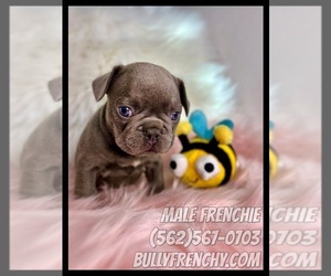 French Bulldog Puppy for sale in OJAI, CA, USA