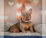 Small Photo #1 French Bulldog Puppy For Sale in BALTIC, OH, USA