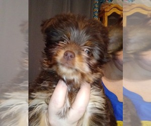 YorkiePoo Puppy for sale in FORT WORTH, TX, USA