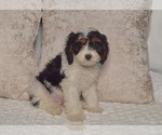 Small #13 Cavapoo