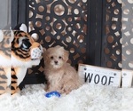 Small #1 Maltipoo (Miniature)