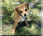 Small Black Mouth Cur-Dachshund Mix