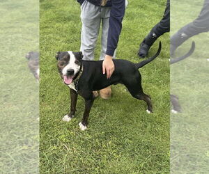 Boxer-Unknown Mix Dogs for adoption in Springdale, PA, USA