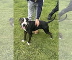 Small Boxer Mix