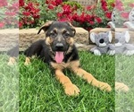 Small Photo #1 German Shepherd Dog Puppy For Sale in INDIANAPOLIS, IN, USA