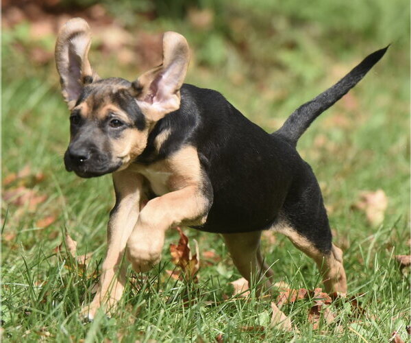 Medium Photo #12 Australian Shepherd-Unknown Mix Puppy For Sale in Mechanicsburg, PA, USA