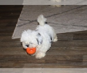 Shih Tzu Puppy for sale in THAYER, KS, USA