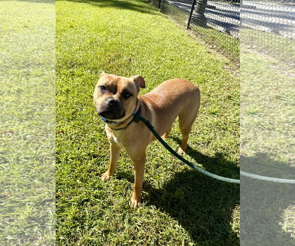 Medium Photo #1 Mutt Puppy For Sale in Hilton Head, SC, USA