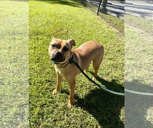 Mutt Dogs for adoption in Hilton Head, SC, USA