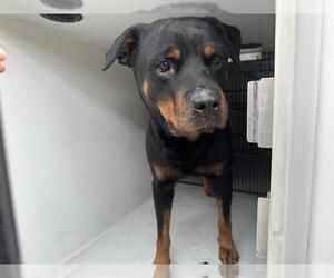 Rottweiler Dogs for adoption in Houston, TX, USA