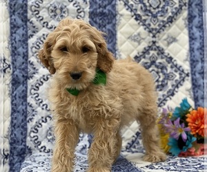Goldendoodle Puppy for sale in LANCASTER, PA, USA