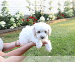 Small Photo #4 Cavapoo-Poodle (Miniature) Mix Puppy For Sale in GOSHEN, IN, USA