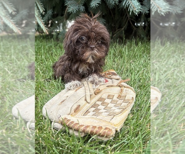 Medium Photo #2 Shih Tzu Puppy For Sale in MIDDLEBURY, IN, USA