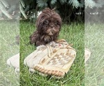 Small #1 Shih Tzu