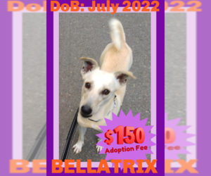 Italian Greyhound-Saluki Mix Dogs for adoption in Sebec, ME, USA