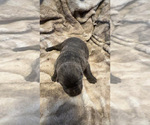 Image preview for Ad Listing. Nickname: Litter of 3