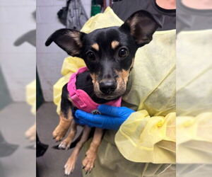 Medium Chihuahua Mix