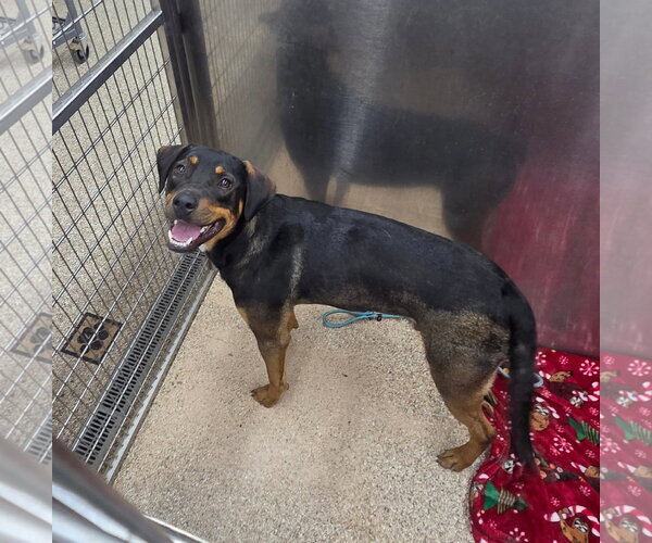 Medium Photo #1 Rottweiler-Unknown Mix Puppy For Sale in Martinsburg, WV, USA