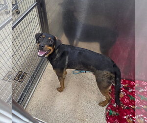 Rottweiler-Unknown Mix Dogs for adoption in Martinsburg, WV, USA
