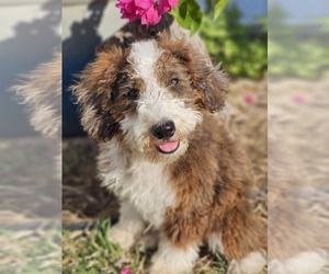 Aussie-Poo-Aussiedoodle Miniature Mix Puppy for sale in TAYLOR, TX, USA