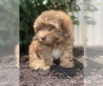 Small #5 Havanese