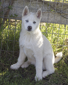 Medium Photo #1 Siberian Husky Puppy For Sale in OAKDALE, CA, USA