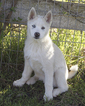 Small Photo #1 Siberian Husky Puppy For Sale in OAKDALE, CA, USA