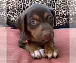 Small #2 Mutt