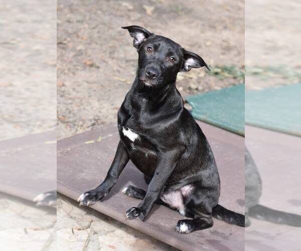 Medium Photo #1 Labrador Retriever-Unknown Mix Puppy For Sale in Brewster, NY, USA