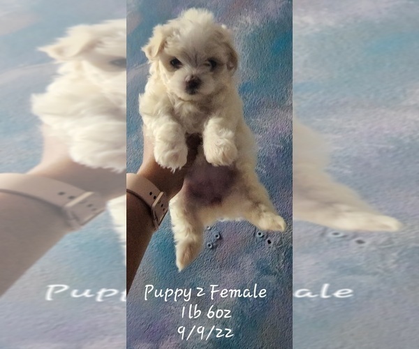 Medium Photo #1 Maltese Puppy For Sale in CLEARWATER, FL, USA
