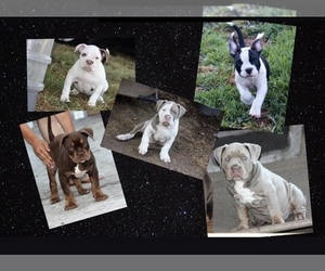 American Bully Puppy for sale in HIGHLAND PARK, CA, USA