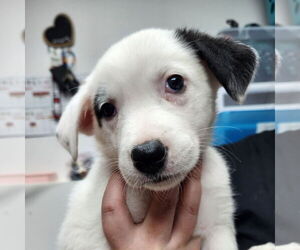 Medium Labrador Retriever Mix